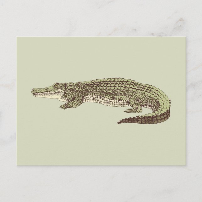Alligator Postkarte (Vorderseite)