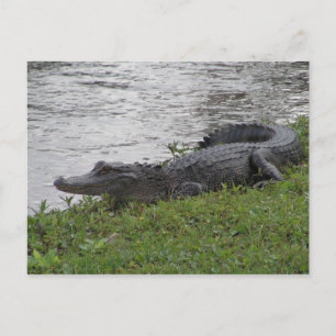 Alligator Postkarte