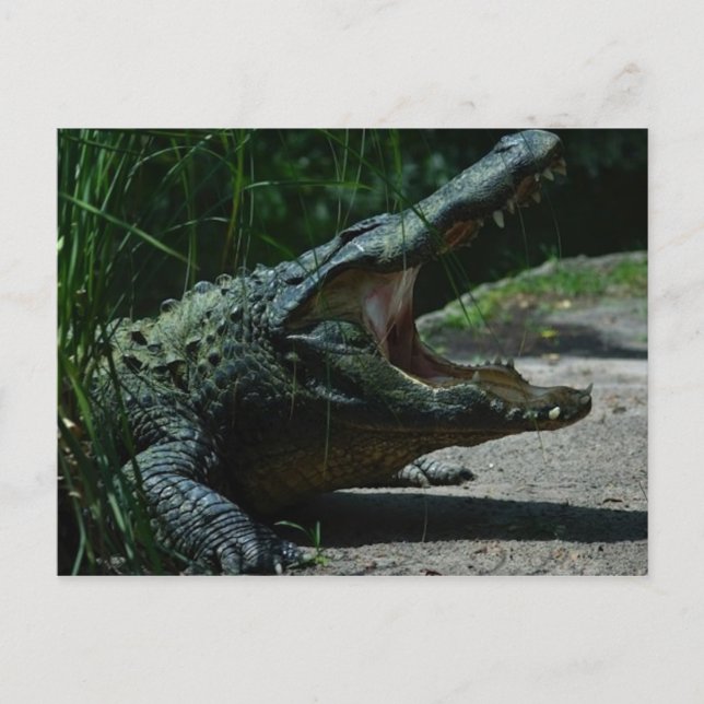 Alligator Postkarte (Vorderseite)