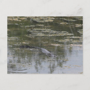 Alligator-Postkarte Postkarte