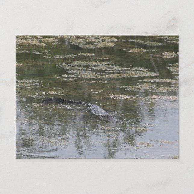 Alligator-Postkarte Postkarte (Vorderseite)