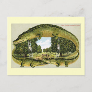 Alligator-Rand-Orangenpflücker, Florida Vintage Postkarte