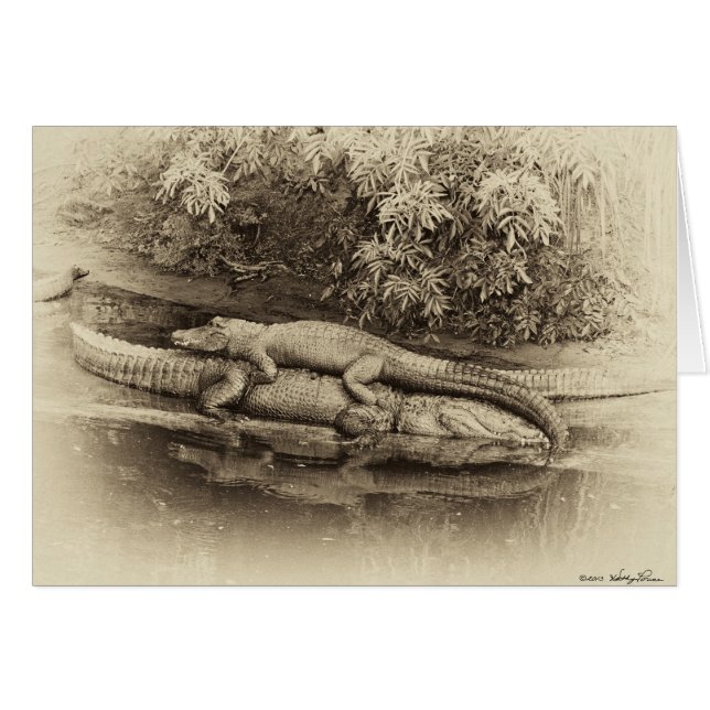 Alligator-Rückfahrt (Vorderseite (Horizontal))