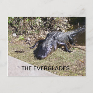 Alligator ruht im Sonnenschein der Everglades Postkarte