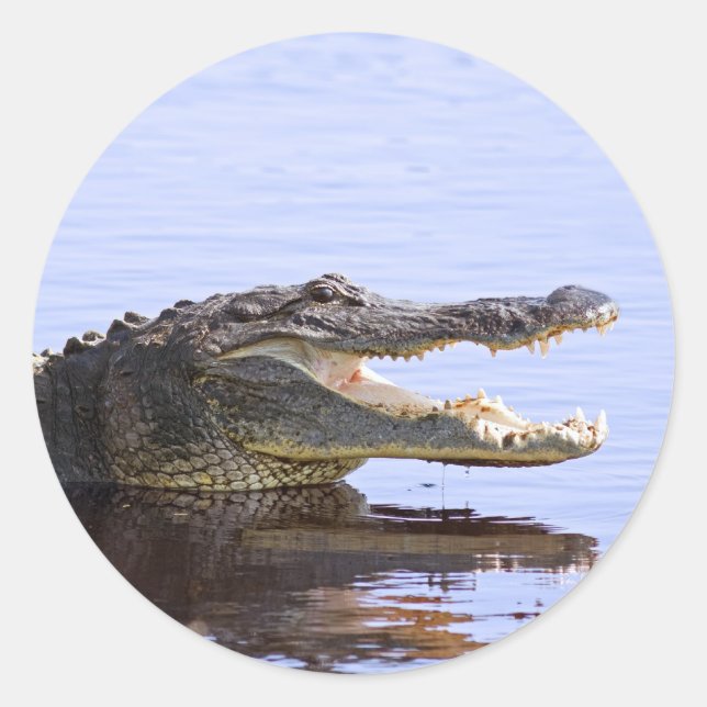 Alligator Runder Aufkleber (Vorderseite)