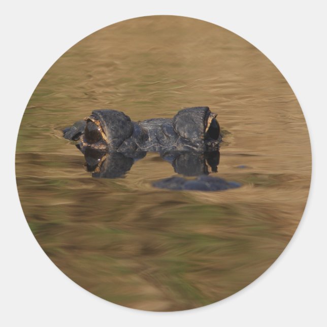 Alligator Runder Aufkleber (Vorderseite)