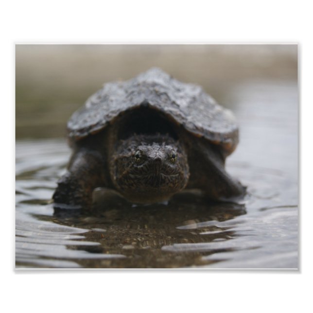 Alligator-Schnappdruck Fotodruck (Vorne)