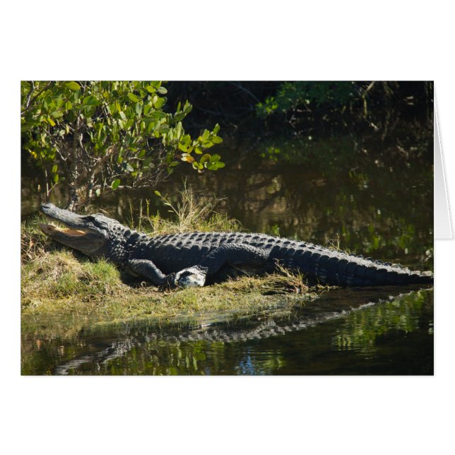 Alligator se prélassant sur la rive Floride Faune (Devant horizontal)