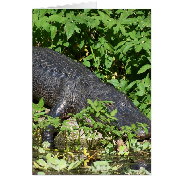 Alligator Silver River (Vorne)