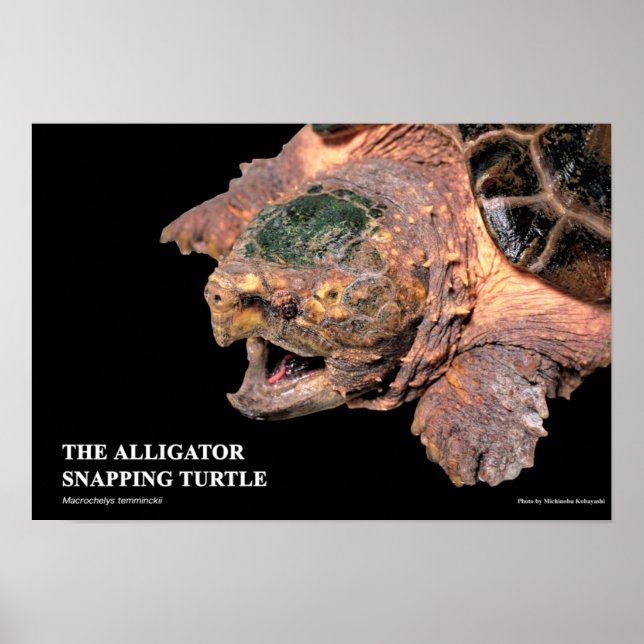 Alligator Snapping Turtleのポスター Poster (Vorne)