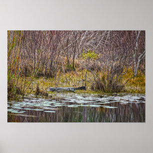 Alligator sonnt sich am Galliard Lake, Dauphin Isl Poster