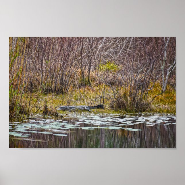 Alligator Sunning on Galliard Lake, Dauphin Island Poster (Vorne)