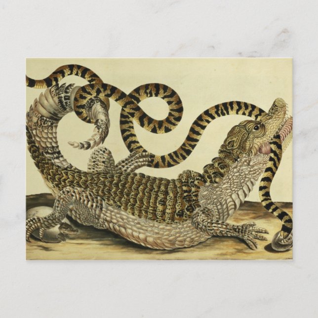Alligator und Schlange, 1730 (farbige Gravur) Postkarte (Vorderseite)
