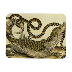 Alligator und Schlange, 1730 (farbiger Stich) Magnet