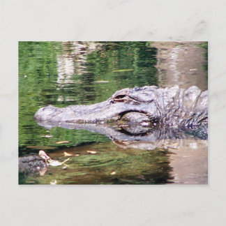 Alligator unterwegs postkarte