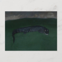 Alligator ~ Was ist im Dunkeln? Postkarte