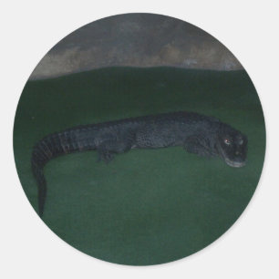 Alligator ~ Was ist im Dunkeln? Runder Aufkleber