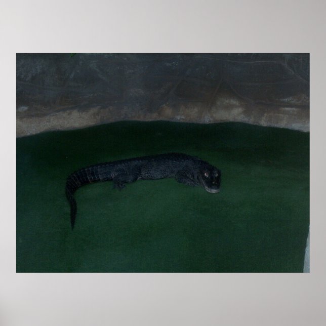 Alligator ~ What's in the Dark? ~ Poster / Print (Vorne)