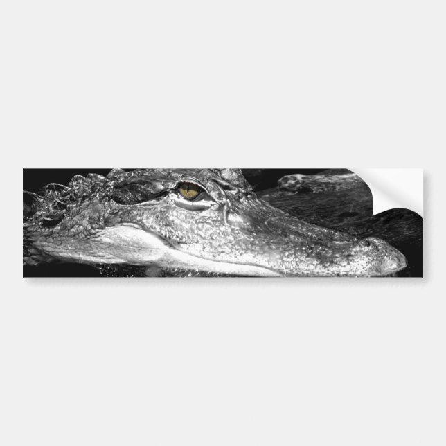 Alligatoraufkleber Autoaufkleber (Vorne)