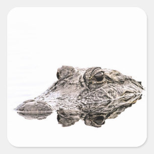 Alligatoraufkleber Quadratischer Aufkleber