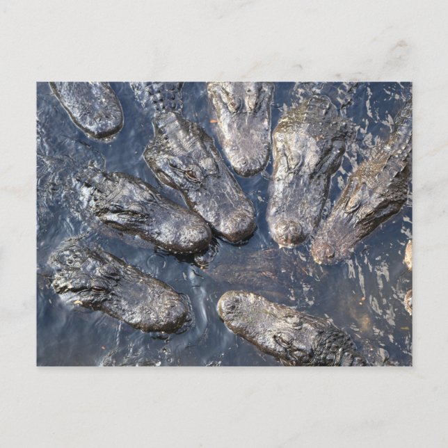 Alligatoren #5 postkarte (Vorderseite)