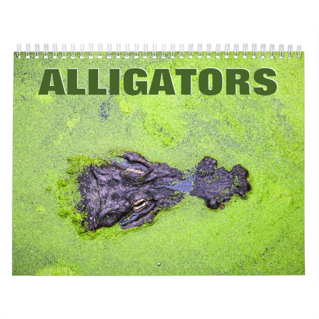 Alligatoren-Mauerkalender Kalender (Titelbild)