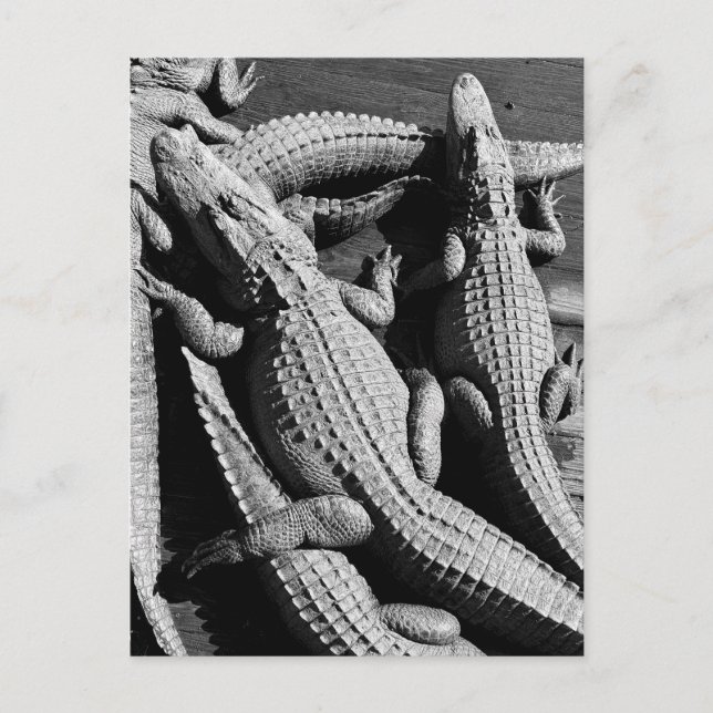 Alligatoren Postkarte (Vorderseite)