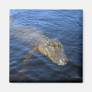 Alligatormagnet Magnet