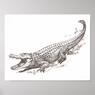 Alligatorrealistische Illustration Poster