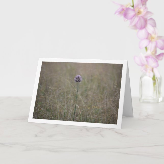 Allium, Allium Ampeloprasum, Wild Leek Karte (Orchidee)