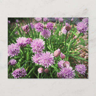 Allium-Blumen Postkarte