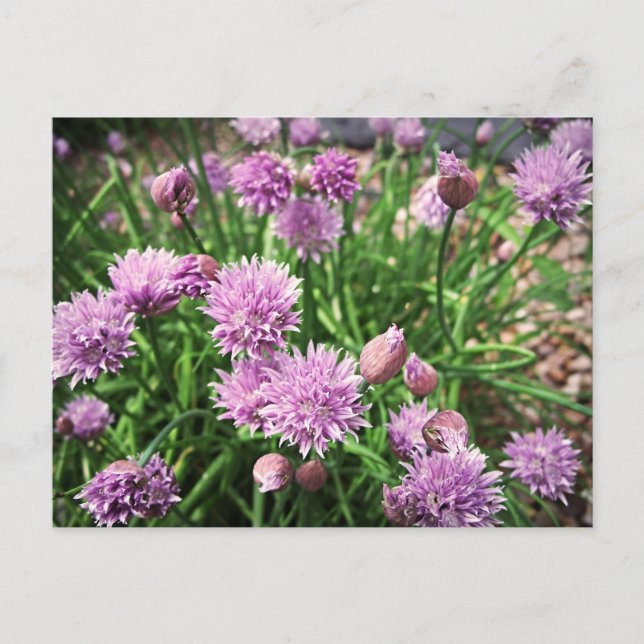 Allium-Blumen Postkarte (Vorderseite)