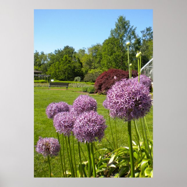 Allium Giganteums in the Garden Poster (Devant)