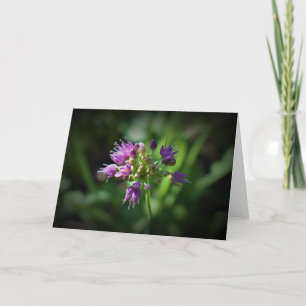 Allium, Karte