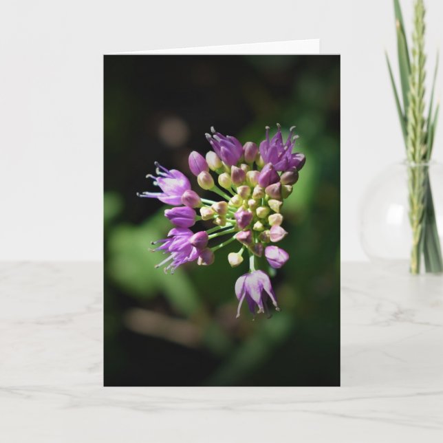Allium, Karte (Vorderseite)