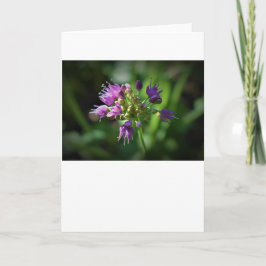 Allium, Karte