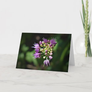 Allium, Karte