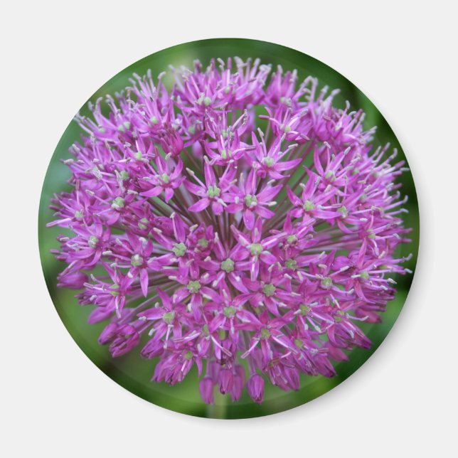 Allium Magnet (Vorne)
