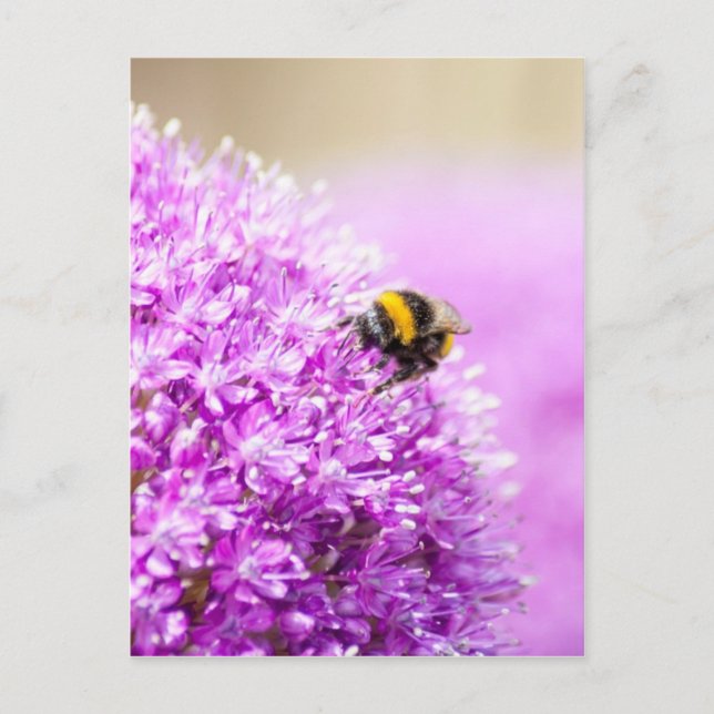 Allium mit Biene Postkarte (Vorderseite)