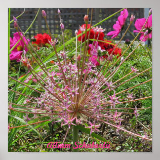 Allium Schubertii Print Poster