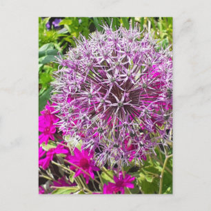 Allium & Summer Blume Postkarte