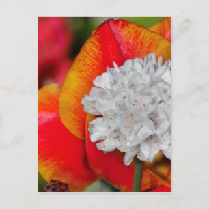 Allium und Tulip.jpg Postkarte