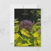 Allium verstecken