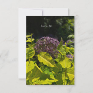 Allium verstecken mitteilungskarte