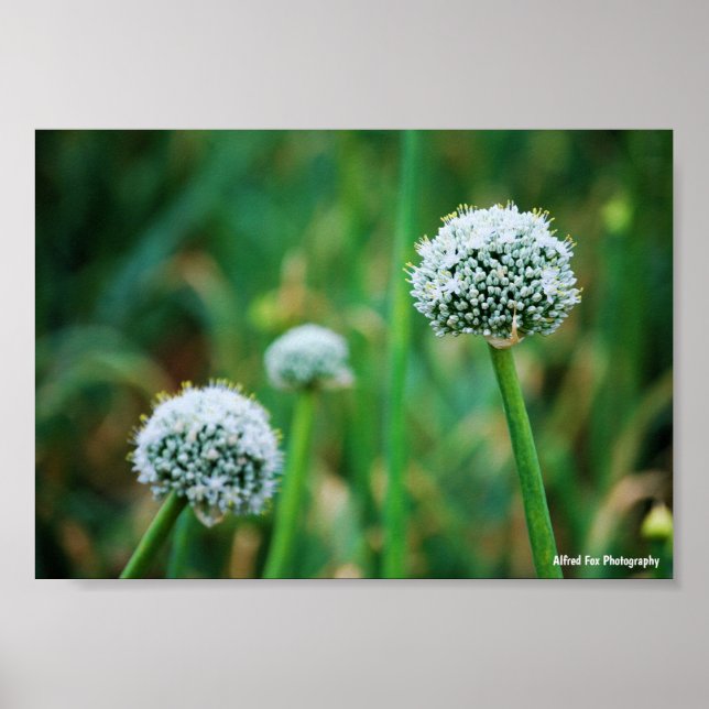 Allium, Wilde Zwiebelblüte Poster (Vorne)