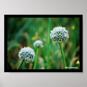 Allium, Wilde Zwiebelblüte Poster