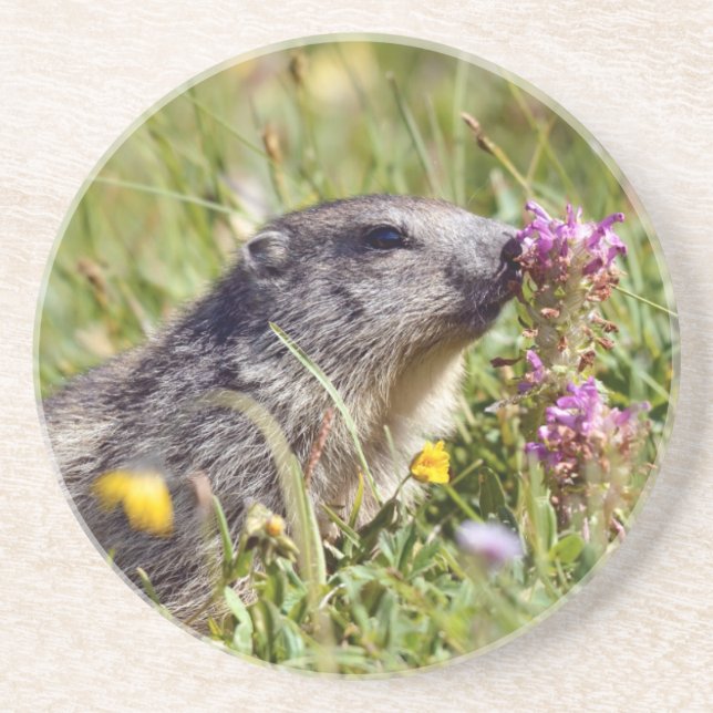 Almmarmot bei Blume Getränkeuntersetzer (Vorne)