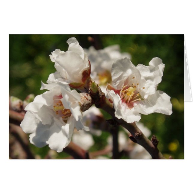 Almond Blossom Card (Vorderseite (Horizontal))
