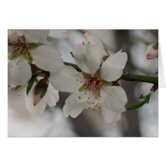 Almond Blossom - Jeder Fall