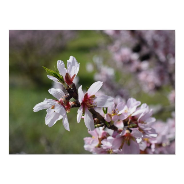 Almond Blossom nah-up Poster (Vorderseite)